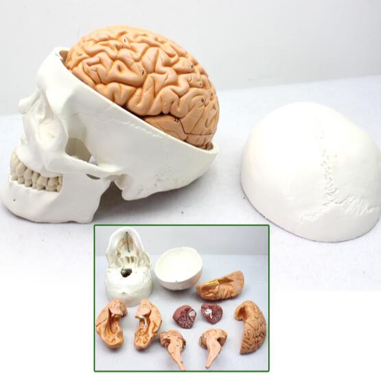 인간의 머리와 두개골의 두개골 모델 두개골 모델 1: 1: 신경 해부학 부서